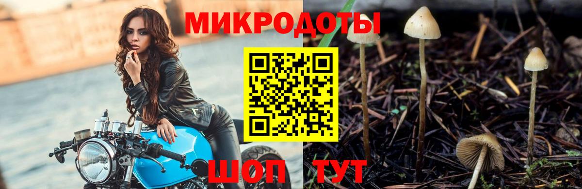 Псилоцибиновые грибы Psilocybe  Артём  Псилоцибиновые грибы Psilocybine cubensis 